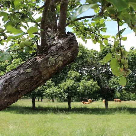 Casa Pro Pantea Tatil Evi *