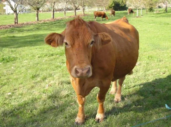 בית נופש Casa Pro Pantea מונפורט דה למוס